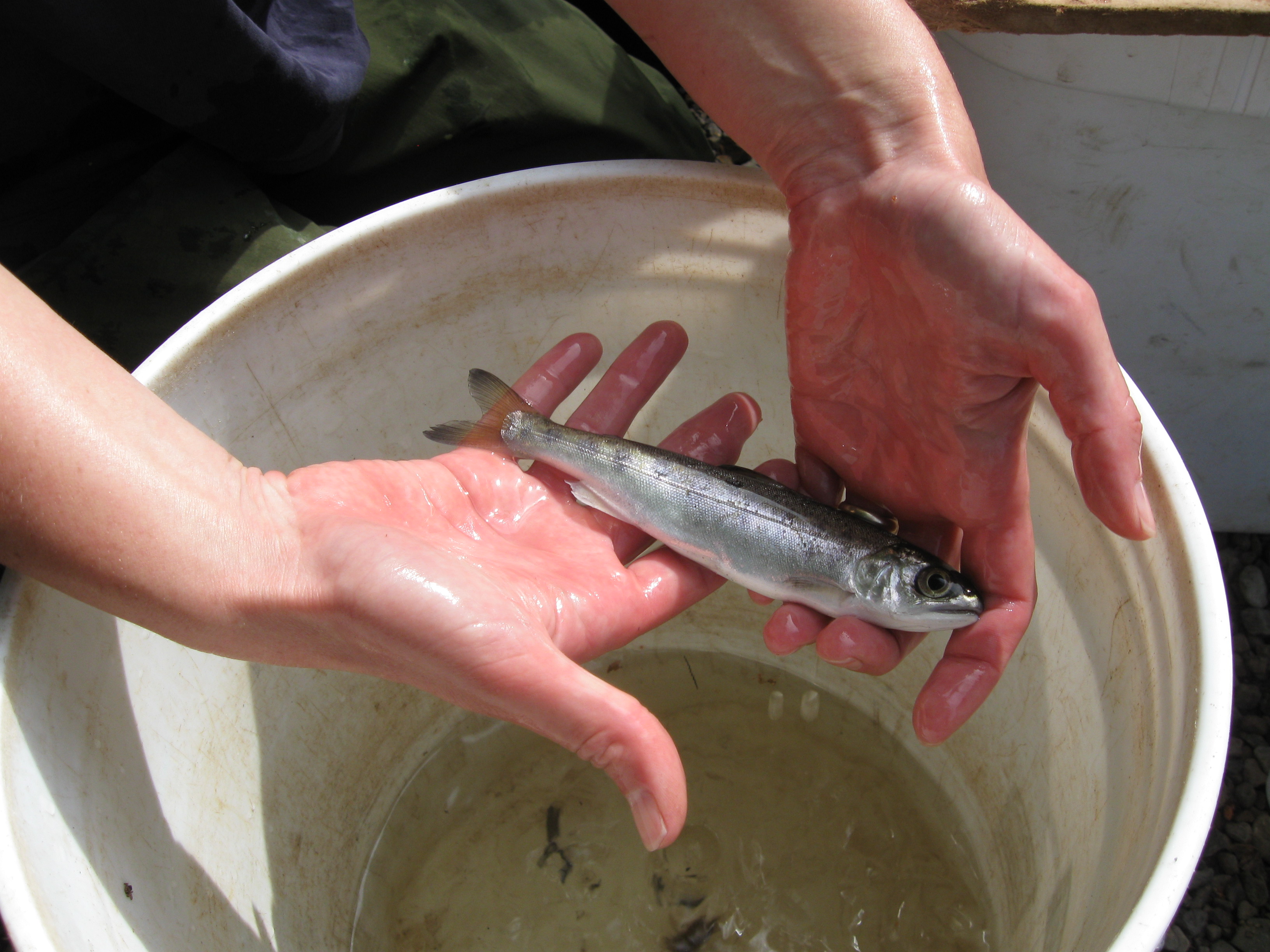GreenValleyCreekCoho2_SeaGrant GreenValleyCreekCoho2_SeaGrant